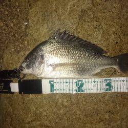 仕事帰りチニング